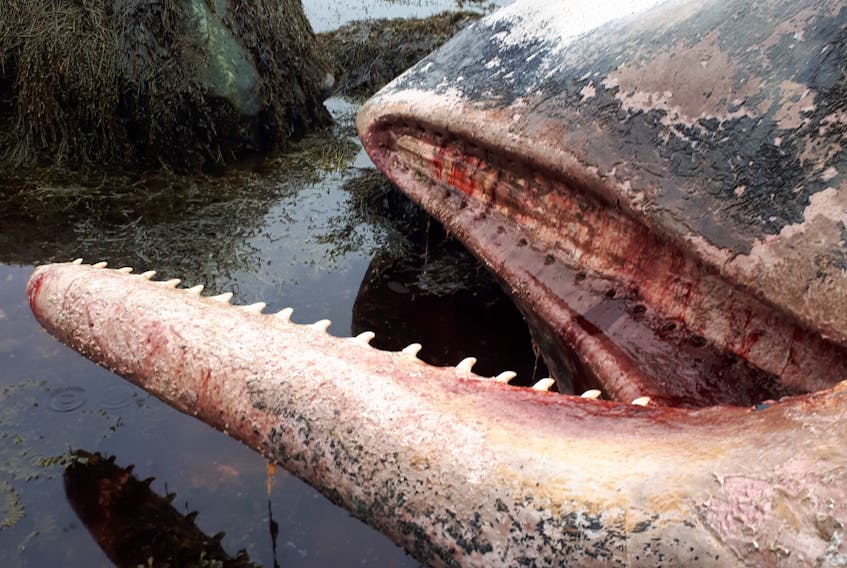 The Town of Humber Arm South says it's on the hook for removing a dead sperm whale from a beach in Frenchman's Cove.