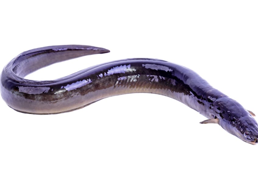 An eel