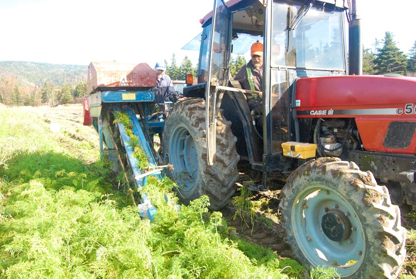 With his brother Walter Romain guiding the product on the back attachment, Ernest Romain operates the farm tractor during the harvesting of carrots on Friday at Romain’s Farm in Port au Port East.