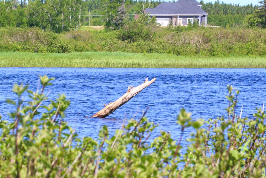 A large number of partially or barely submerged logs and trees, known as deadheads, have become a concerning hazard for boaters in the Humber River and Deer Lake area this year. - Photos courtesy of the Town of Deer Lake