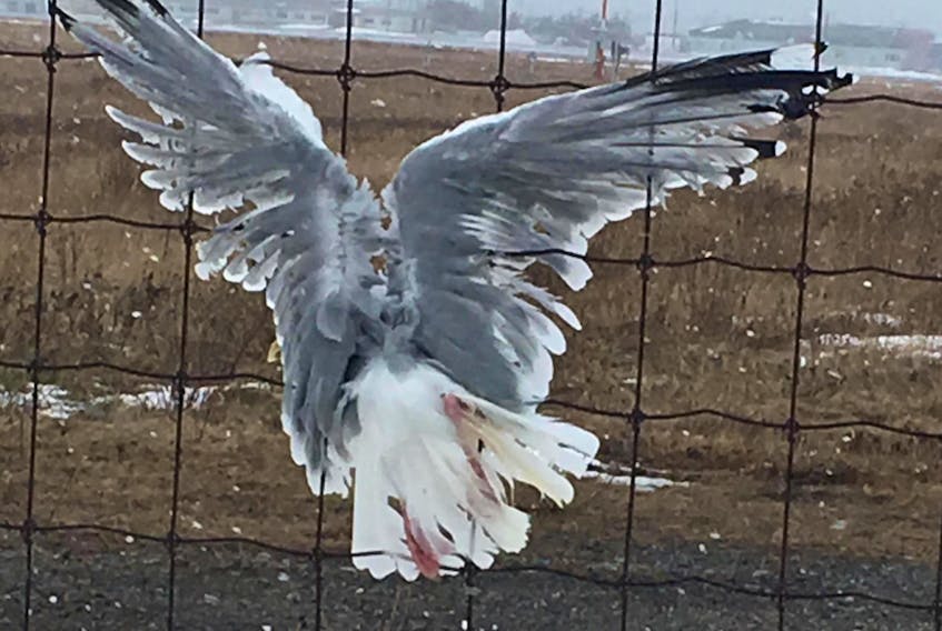 No need to be alarmed as this seagull that blew into a fence at Stephenville airport survived to fly another day after some help from a few Stephenville residents and airport staff.