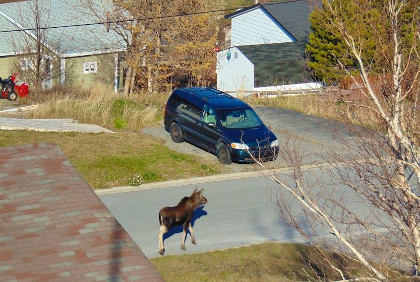 This young moose was photographed by resident John Murphy in the Humber Heights neighbourhood in Corner Brook Wednesday morning.