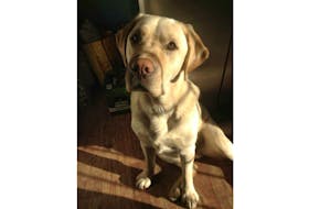 Wally, a four-year-old yellow lab, escaped harm thanks to the fast action of his master, Della LeClair, who managed to free the dog from a snare in the woods.