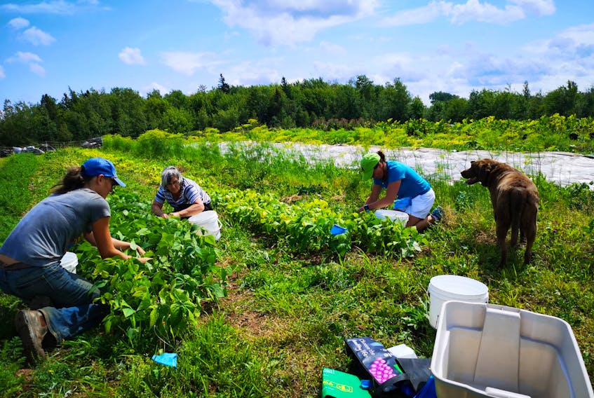 Volunteers harvest fresh produce from Good Thyme Farm as part of the Waste Not, Want Not FOUND Community Hub program.