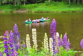 Summer is here and the “livin” is easy!   Judy LeBlanc-Brennan came across this happy group of people floating down the Margaree River in Cape Breton.  Lupins always add a splash of colour in July and the brightly coloured inner tubes complimented this perfect summer scene.