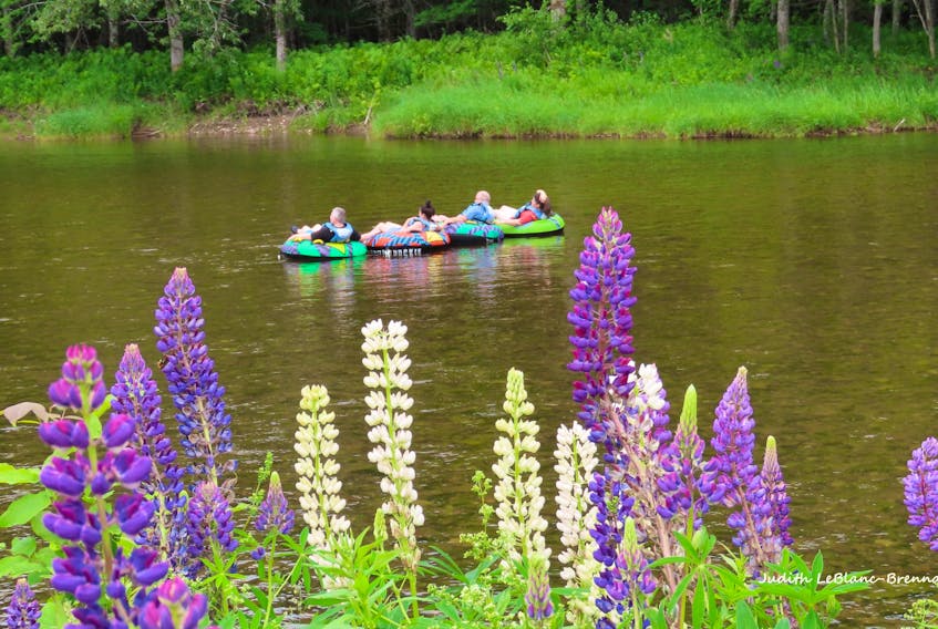 Summer is here and the “livin” is easy!   Judy LeBlanc-Brennan came across this happy group of people floating down the Margaree River in Cape Breton.  Lupins always add a splash of colour in July and the brightly coloured inner tubes complimented this perfect summer scene.