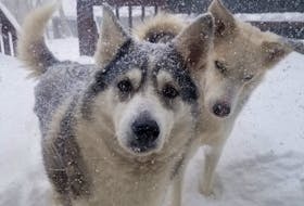 Rhonda Weatherbee’s beautiful huskies don’t seem to mind the snow one bit! Nanook and Achillies would like to remind their human friends that they feel the effect of a cold wind too. You’ll find these two frolicking in the snow in Springhill N.S.