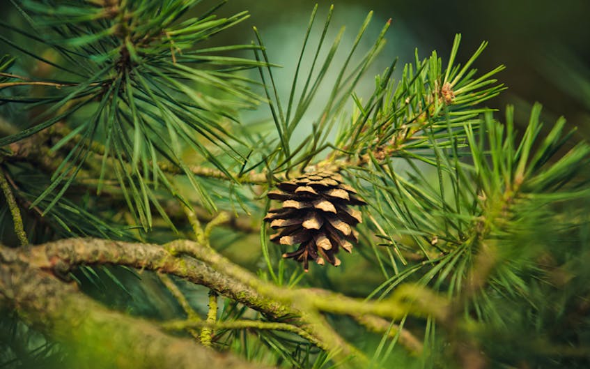 Weather U - pine cones-EDITED 36975168_l