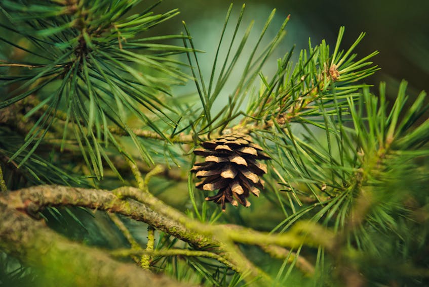 Weather U - pine cones-EDITED 36975168_l