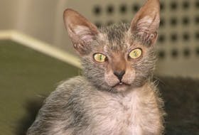 The Lykoi, also called the werewolf cat or wolf cat, is an unusual looking breed of cat. Accalia, a five-month-old Lykoi, lives in Manganese Mines.