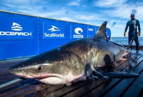 This 4.7-metre long, 907-kilogram great white shark, named Unama'ki, was caught and tagged off Cape Breton's Scaterie Island on Sept. 20. The shark is now located near the mouth of the Mississippi River, south of New Orleans, in the Gulf of Mexico.
- Ocearch photo