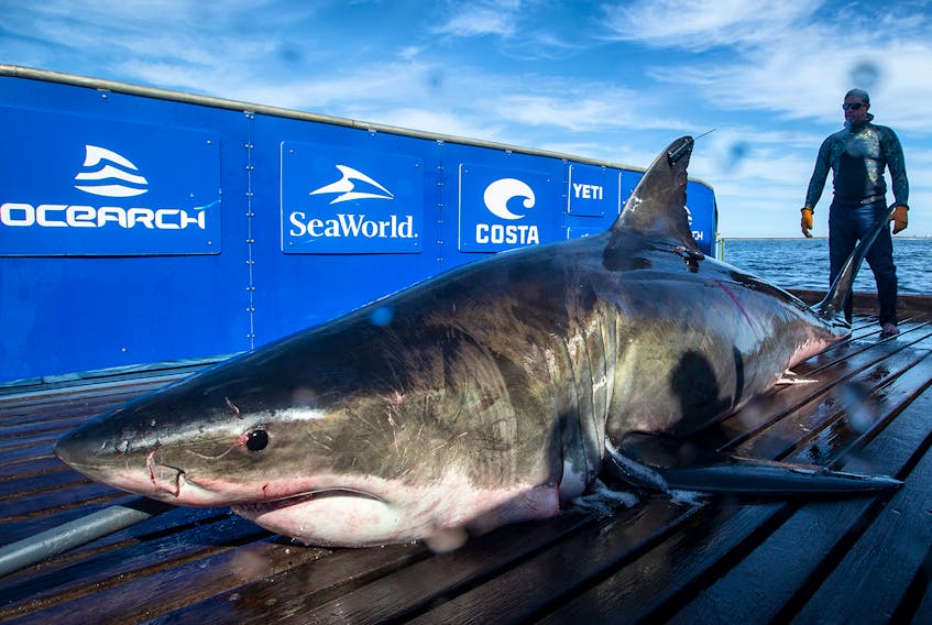 This 4.7-metre long, 907-kilogram great white shark, named Unama'ki, was caught and tagged off Cape Breton's Scaterie Island on Sept. 20. The shark is now located near the mouth of the Mississippi River, south of New Orleans, in the Gulf of Mexico.
- Ocearch photo