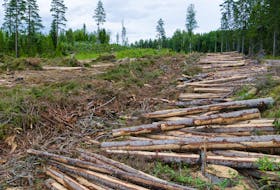 Unregulated clearcutting is harming our environment, says columnist Jim Guy. — STOCK IMAGES