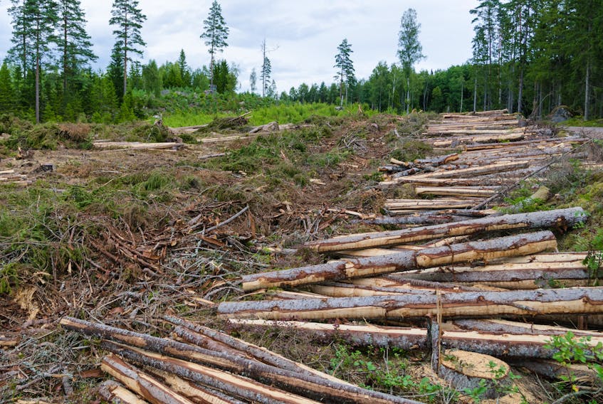 Unregulated clearcutting is harming our environment, says columnist Jim Guy. — STOCK IMAGES
