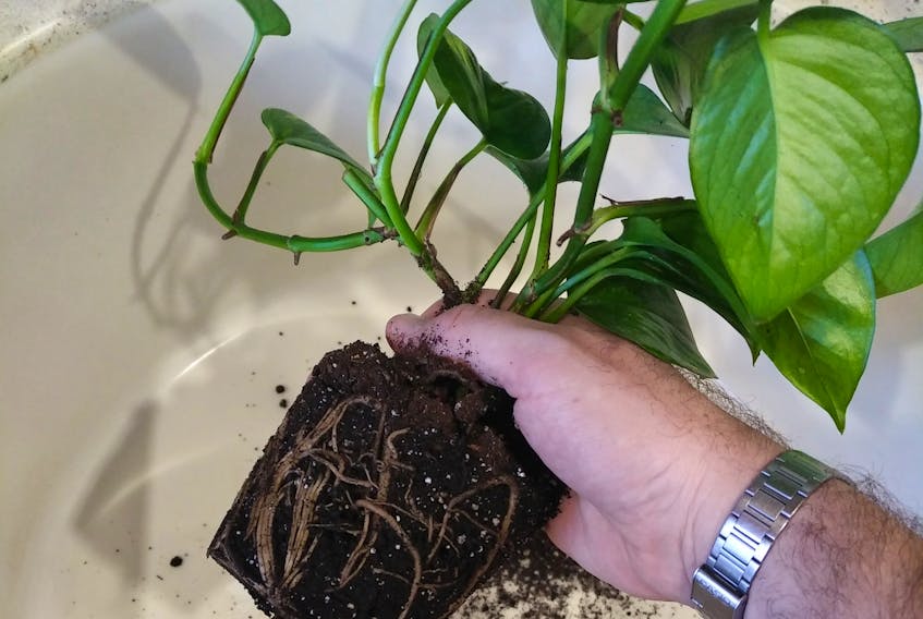 "There is nothing like getting some real dirt under your fingernails," says Mark Cullen about indoor gardening in the winter time.