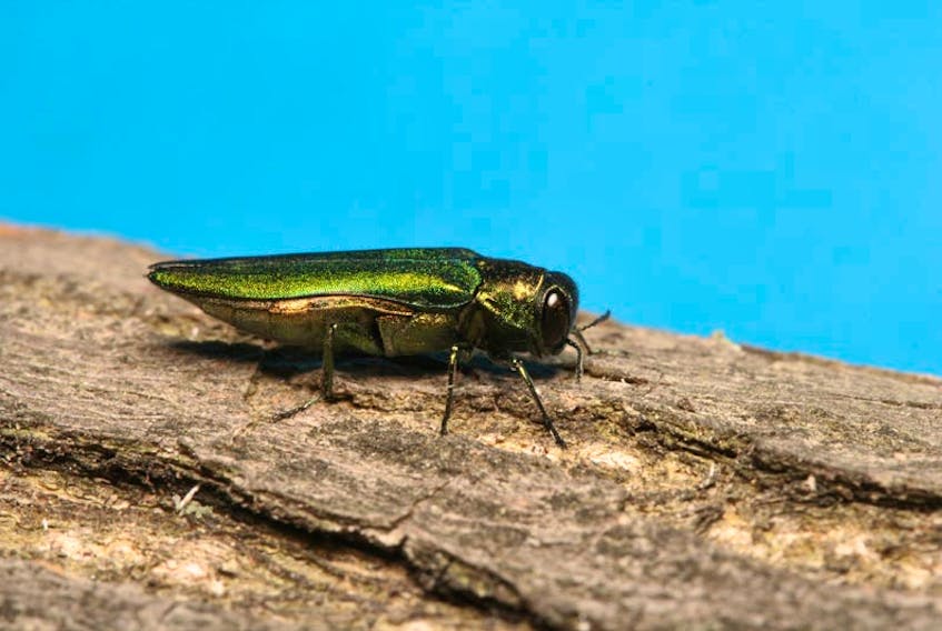 The emerald ash borer (EAB), an invasive insect species from Asia, has killed tens of millions of ash trees in Eastern Canada.