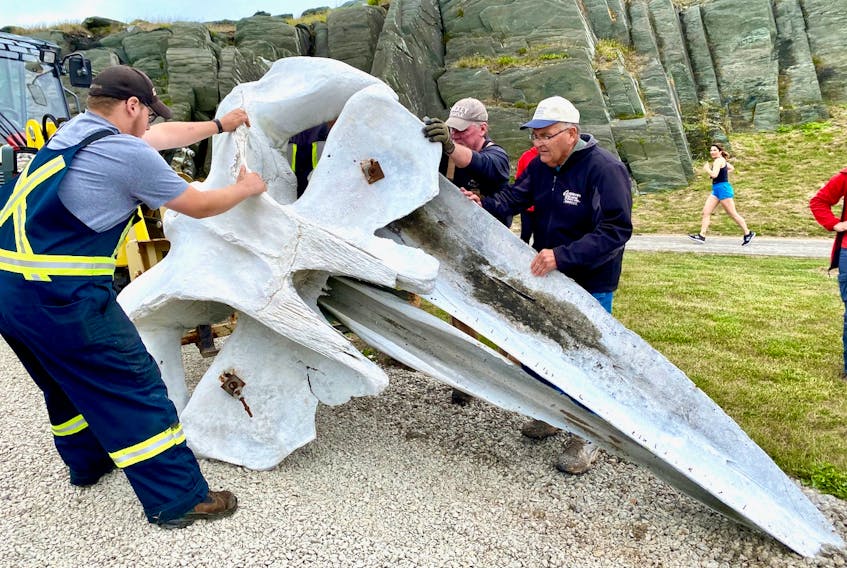 It takes several men to position the whale’s head in place. The skeleton was donated to the Cape Forchu Lighthouse and reassembled by the original owner.