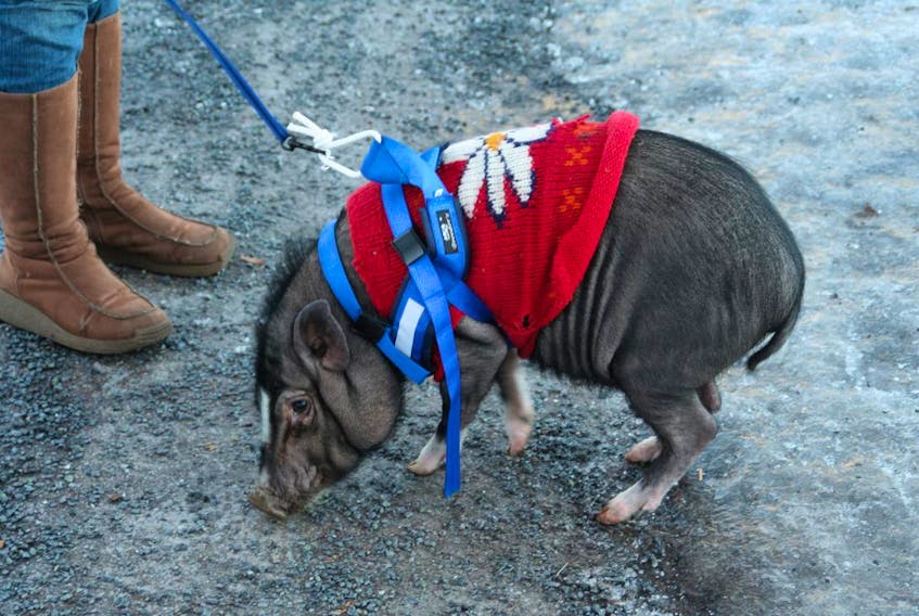 Pot-bellied pigs are kept as pets where permissible.