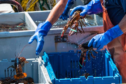 After being caught lobsters are being shipped all over the world. Thousands of kilograms of lobsters leave Halifax Stanfield International Airport daily, that number is only expected to rise over the coming years. FILE PHOTO