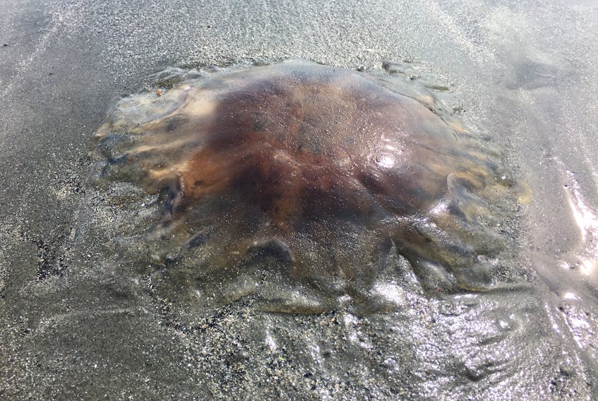 Lion’s Mane jellyfish on False Harbour Beach.