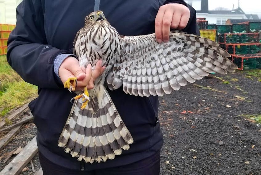 A Cooper's Hawk followed a Mourning Dove into the bottom trap of a pile on Brier Island and became entrapped.
Alix d’Entremont Photo