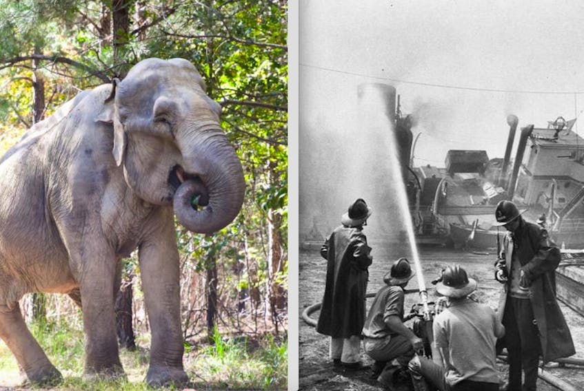 Shirley the elephant (left) during her years at The Elephant Sanctuary in Tennessee (Photo courtesy of the sanctuary). Shirley was a survivor of a 1963 circus ship fire in Yarmouth. She and other animals had to be rescued from the burning, sinking ship. (Right photo: Bob Brooks photo • Yarmouth County and Museum and Archives).