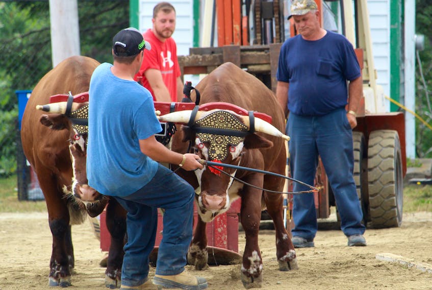 Ox hauls are a tradition part of the Western Nova Scotia Exhibition.