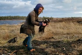 Jeff Gratto holds a turkey vulture he helped to rescue from beneath a grey seal on a Brier Island beach.
Screen shot from Robert Galbraith video