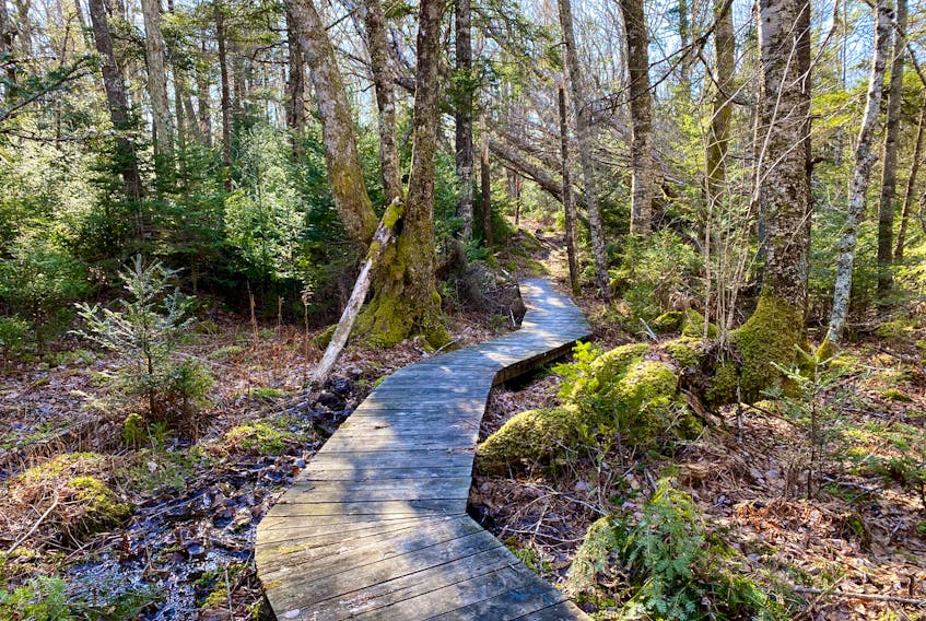 The five-kilometer Chebogue Meadows Wilderness Trail in Yarmouth County winds through 12 distinct habitats.