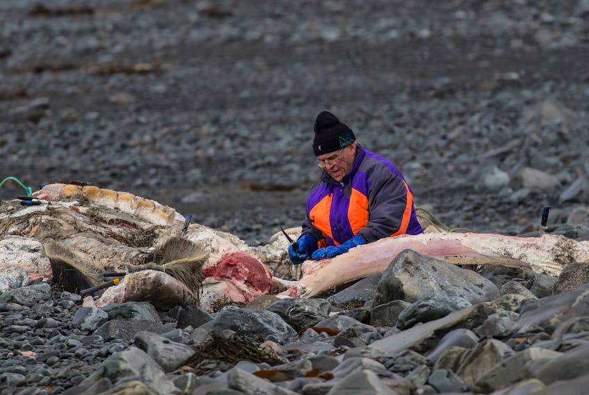 A volunteer from the Oceanographic Environmental Research Society collected data from the whale carcass a few days after it was discovered. ERVIN OLSEN PHOTO