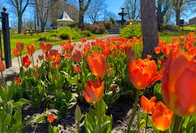 Tulips in bloom in Yarmouth. TINA COMEAU PHOTO