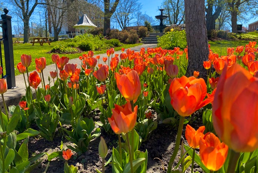 Tulips in bloom in Yarmouth. TINA COMEAU PHOTO