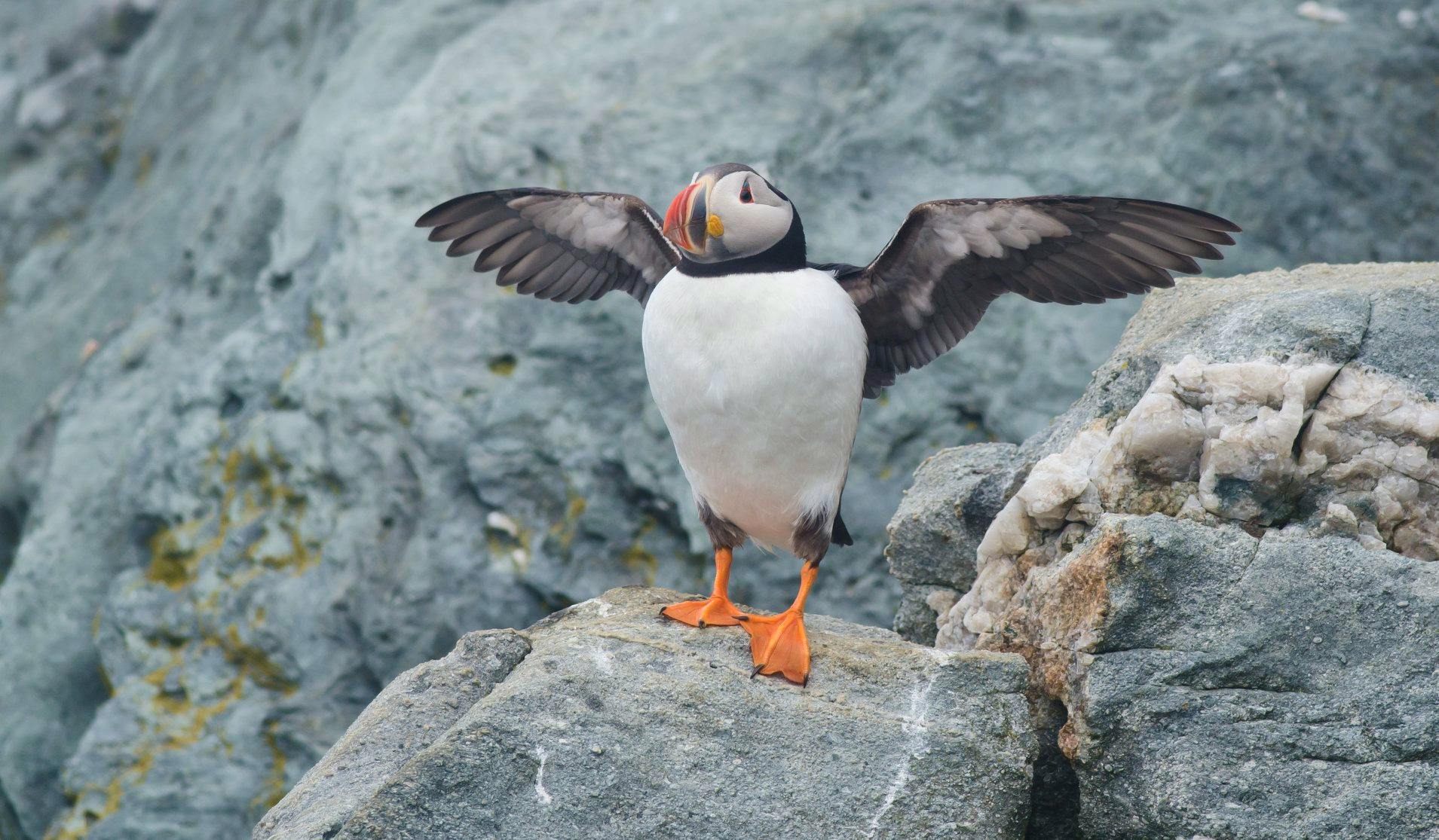 You can go observe the endearing Atlantic puffin, but time may be