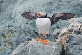Atlantic Puffin on Green Island, Yarmouth County.
Alix d’Entremont Photo