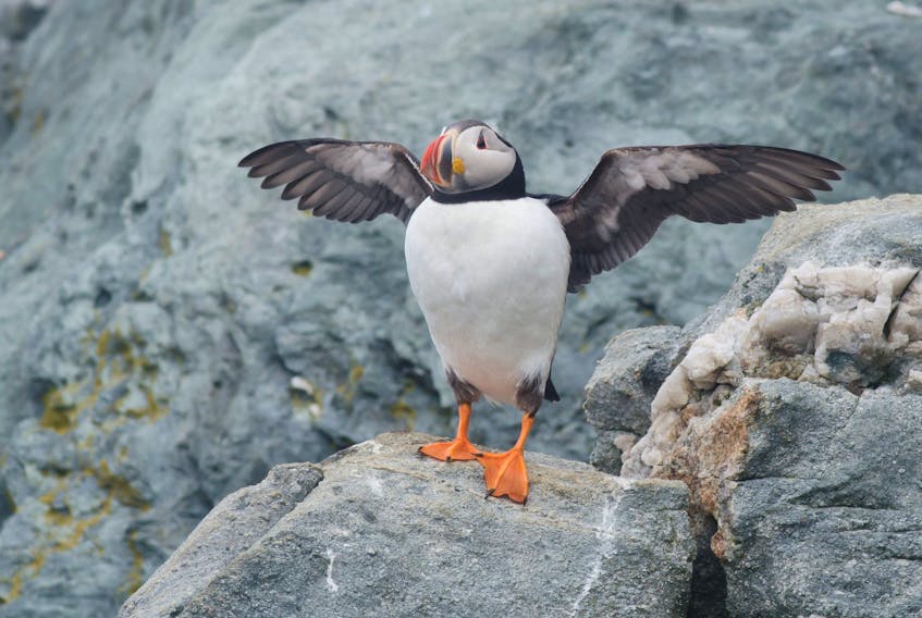 Atlantic Puffin on Green Island, Yarmouth County.
Alix d’Entremont Photo