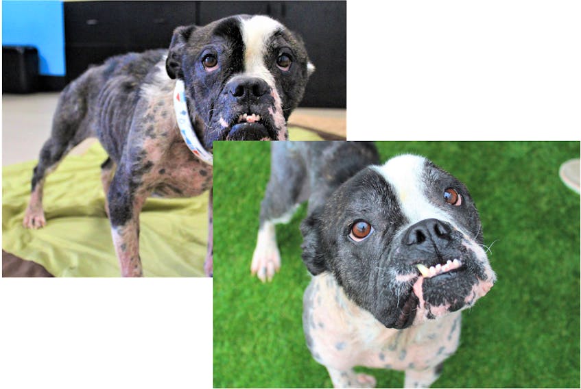 Bilbo, a male boxer, was emaciated and covered in sores when was he was seized by a Nova Scotia SPCA enforcement officer responding to a dog running loose in Yarmouth County on June 25. As a direct result of the dog’s poor physical condition and investigation, the dog was taken for immediate medical care.