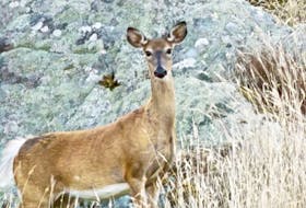 Those who insist on feeding deer in the Town of Yarmouth could receive a maximum fine of $1,000.