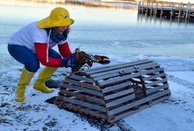 Donna Hatt gives Lucy the Lobster a helping hand in "crawling" to the top of the trap. Lucy saw her shadow on Groundhog Day, so six more weeks of winter it is – and not an early spring – according to Lucy. KATHY JOHNSON