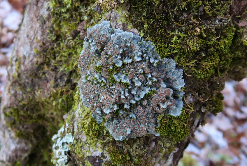 The blue felt lichen has been selected as the new provincial lichen.
