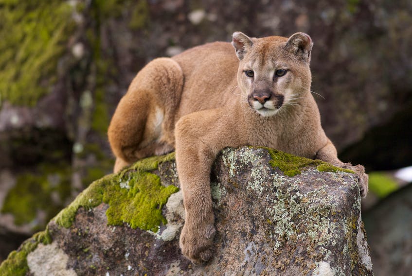 Unsubstantiated reports of cougars in the province have been circulating for decades. Stock Photo