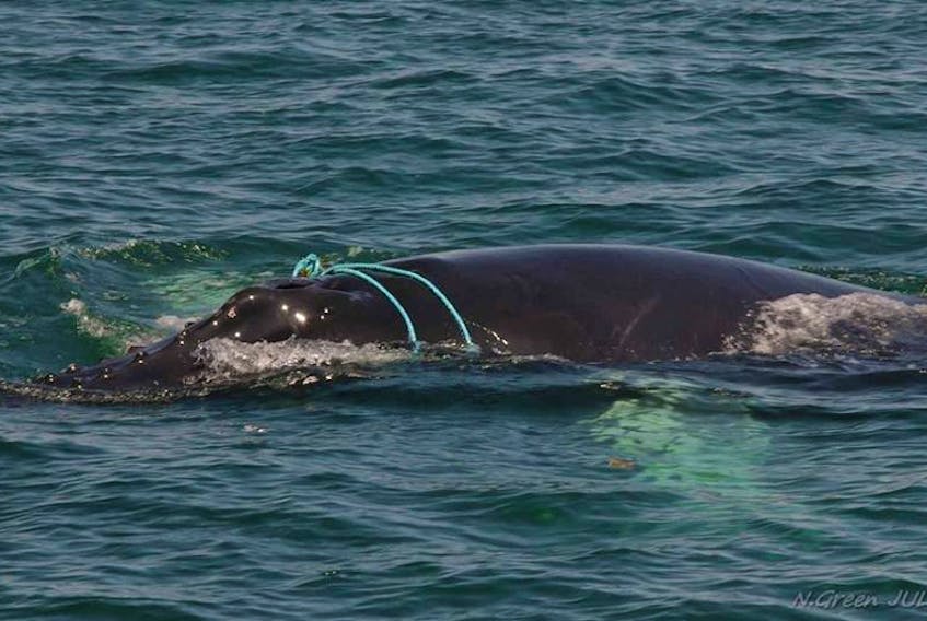 An entangled whale calf was rescued off of Brier Island on July 14.