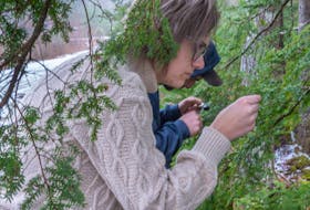 Nicola Roberts-Fenton examines a hemlock branch for signs of the woolly adelgid. - Anna Mallin Photo