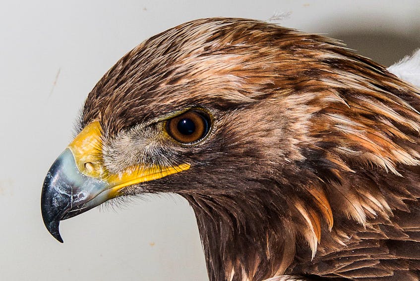 The golden eagle, plucked from the ocean by the crew of the lobster fishing boat Wishful Dreams, was sent to the Cobequid Wildlife Rehabilitation Centre. COBEQUID WILDLIFE REHABILITATION CENTRE PHOTO