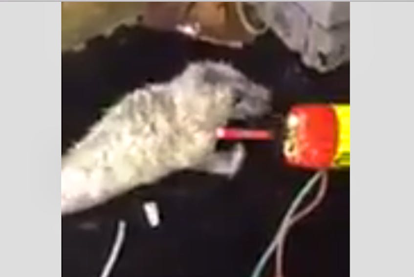 A screenshot taken from a video of a seal being taunted and mistreated aboard a fishing vessel.