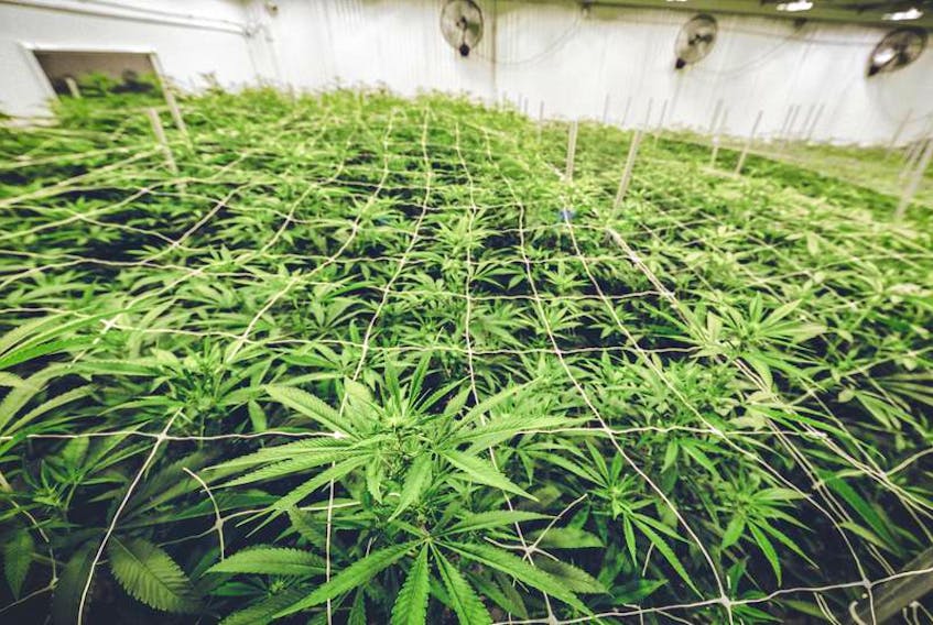The establishment of cannabis growing facilities could increase the tax base and revenue for the Town of Yarmouth.