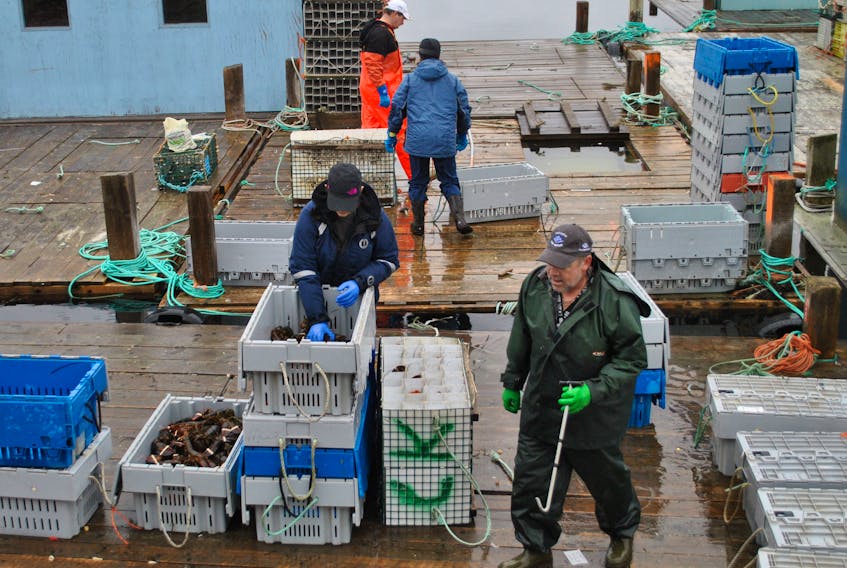 Lobsters are sorted and graded at the Clark’s Harbour wharf. The season landings and market conditions are looking good.