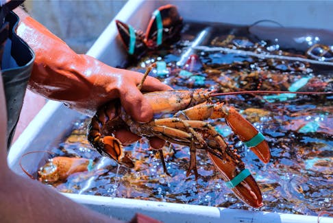 Lobster catches. FILE PHOTO