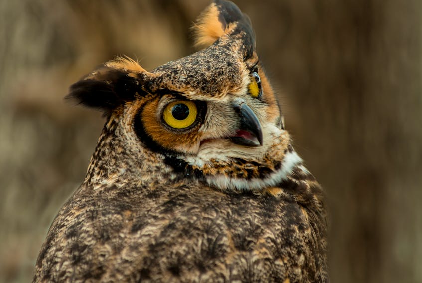 Great horned owls are capable of catching and carrying a small fox, rabbits, chickens and small pets. BILL CURRY PHOTO