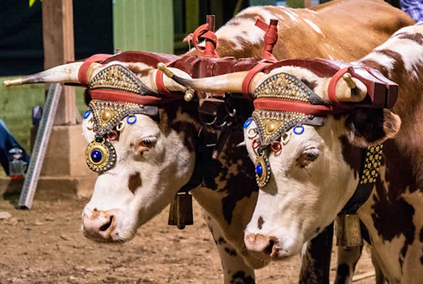 A picture of oxen getting lined up for a pull at the exhibition in 2017.
