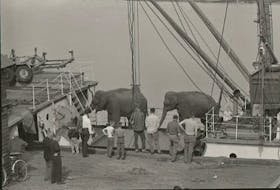 Preparations underway to lift elephants from the circus ship Fleurus to safety. Bob Brooks Photo